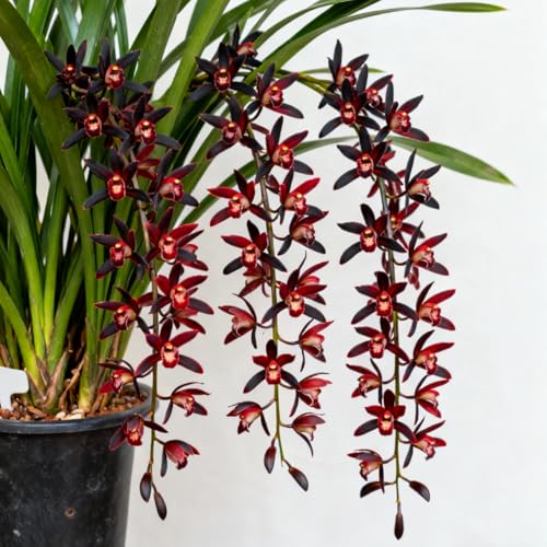 Bulbi di Cymbidium resistenti/Orchidee da esterno selezionate/ideali per la piantagione