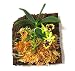 Miniature Orchid: Haraella retrocalla with Flower Spike, Tree Fern Mounted, Blooming Soon.