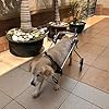 Sedia per Cani Regolabile,Carrozzina per Cani di Taglia Grande, con disabilità per Riabilitazione delle Zampe Posteriori, Peso approssimativo 15-60 kg