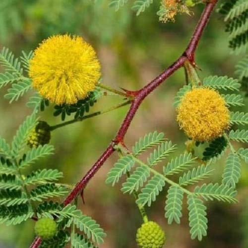 RUKDA Babul Tree, Fencing, Gum Arabic, Acacia nilotica Tree Seeds - Pack of 30 (B0B4PPGCM5) Amazon Price History, Amazon Price Tracker