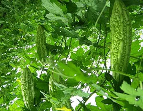 Miniatura 2 de salee shop 30 semillas de calabaza amarga, calabaza amarga china