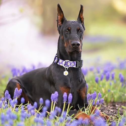 BiPawTi Süßes Hundehalsband Mittelgroße Hunde - Weiches, Verstellbares Halsband mit Margeritenanhänger & Hübsches Blumen Margeritenmuster - Lila Hundehalsband für Mittlere Hunde, M