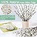 Oning 35 Pcs 16-Inch Real Willow Branches – Natural White Snow Willow Branche for Vase fillers, Wedding, Home, Holiday Decoration, Family Party, Hotel Fireplace, Courtyard