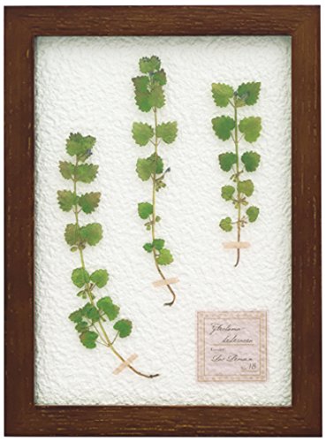 キシマ ハーバリウム アートフレーム カキドオシ×Brown 18W 1D 24H KH-61081