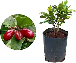 Muda de Fruta do Milagre (Synsepalum dulcificum) Altura de 20 a 40cm – planta frutífera exótica, altera o paladar, ideal para vasos ou solo, cultivo doméstico, quintais e coleções raras