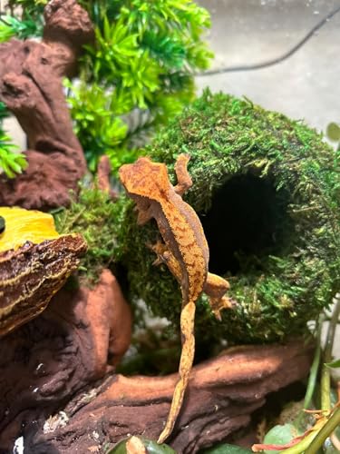 Cachette humide pour reptile résolvant les problèmes de mue difficile (S) - 6