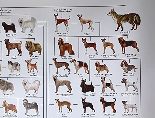 90s vintage 犬の系統図　ポスター　the dog 当時物　動物 90s vintage 犬の系統図ポスターthe dog 当時物動物