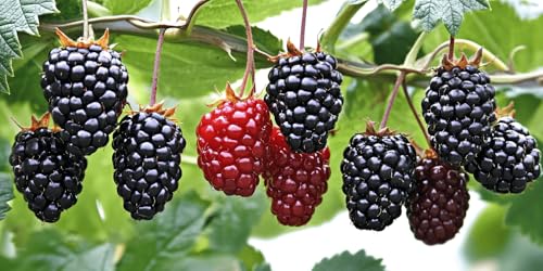 200 pcs BlackBerry Seeds for Planting - Non-GMO BlackBerry Seeds to Plant for Garden Outdoor - Sweet,Healthy Fruit
