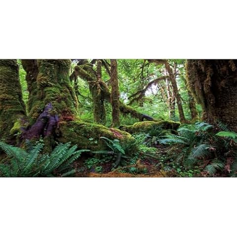 AWERT 48x18 inches Tropical Forest Terrarium Background Green Huge Tree Reptile Habitat Background Rainforest Aquarium Background Durable Polyester Background Cover