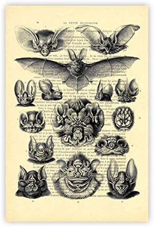 Bat collection art print, bats chart wall hanging