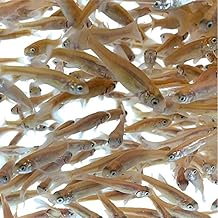 minnows for sale near me