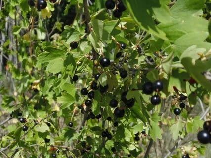 Set of 6 Live Oregon Huckleberry Plants Live Black Berries