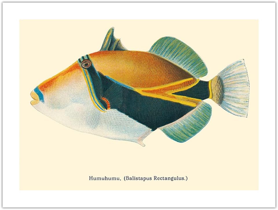 Humuhumunukunukuapua’a (Balistapus Rectangulus) - Hawaiian Reef Triggerfish - from Fishes of Hawaii - Vintage Hawaiian Color Postcard c.1905 - Bamboo Fine Art 290gsm Paper (Unframed) 12x16in