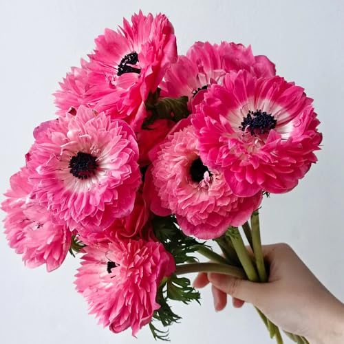 Anemone Seeds, Rock Garden Plant, Alpine-Style Landscape, Crevice Grower, Stone Garden Addition 200pcs