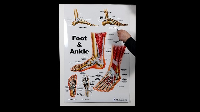 健康・医学 Anatomy of the Foot and ankle 健康・医学 Anatomy of the Foot and ankle 健康・医学 Anatomy of the