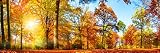 Colorful Forest Panoramic in Autumn Photo Photograph Cool Wall Art Print Poster 36x12