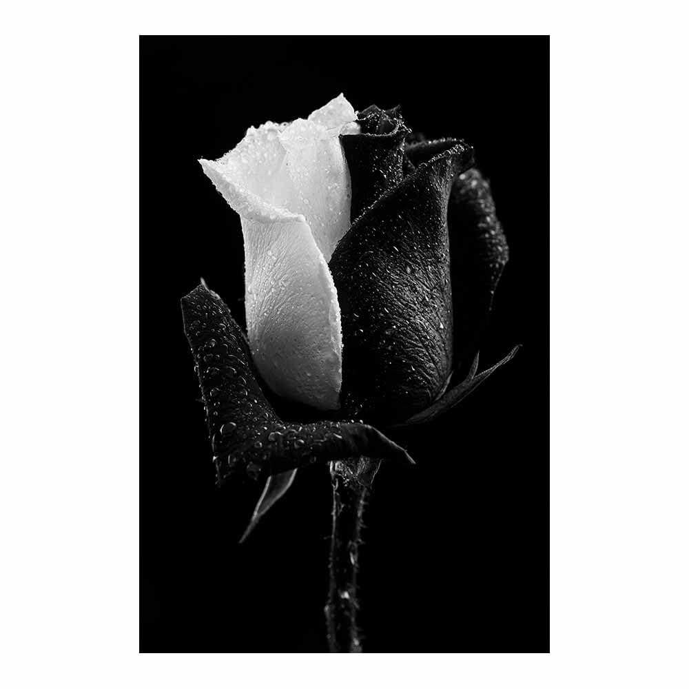 HOQIU Black And White Pictures For Walls Dewy Split Tone Ros prints for walls, canvas wall art, for Living Room Bedroom Bathroom Home Office Wall Decoration(Multicolor)-70x100cm Unframed