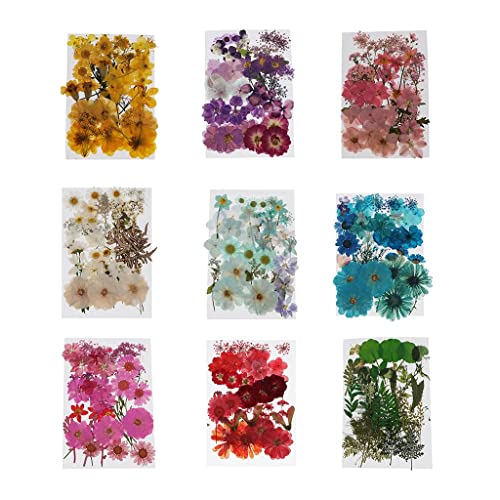 Flores prensadas secas naturales para manualidades miniatura 6
