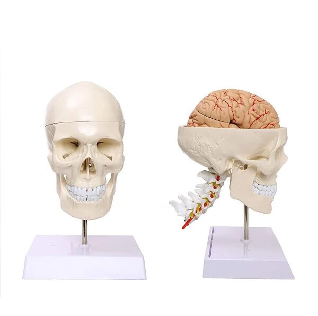 Modelo en tamaño cráneo Humano con la vértebra Cervical, Cerebro, desprendible El casquete del Grado Profesional Cráneo anatómico Manual para la Educación Científica (Incluido)