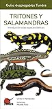 anfibios ejemplos nombres  Tritones y Salamandras