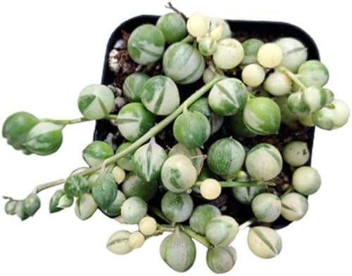 Miniatura 2 de Plantas suculentas vivas cadena de perlas abigarradas (maceta de 2 pulgadas)