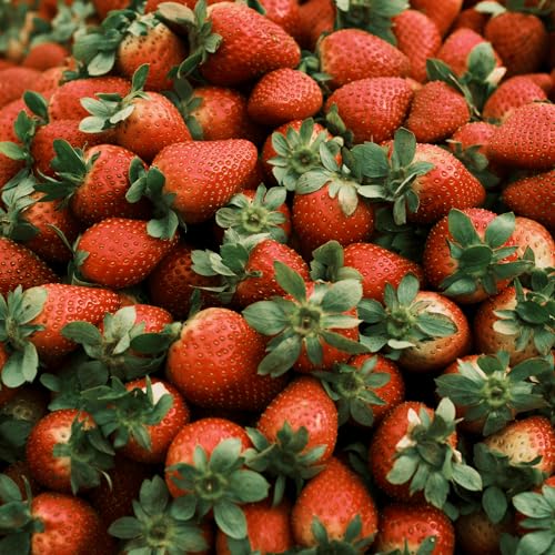 Jewel June Bearing Bare Root Strawberry Plants (10)