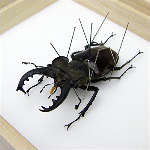 Amazon.co.jp: 虫の標本 ミヤマクワガタ Lucanus maculifemoratus