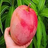 PAJUSDYASI - JAPANESE ORIGINAL MIYAZAKI MANGO Plant 'GRAFTED' Hybrid (2-3 Feet) Healthy Live plant, for Home Graden plant Tree Pack of 1