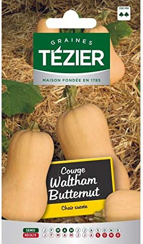 Tezier - Courge Waltham Butternut