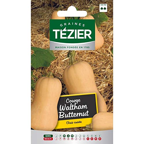 Tezier - Courge Waltham Butternut