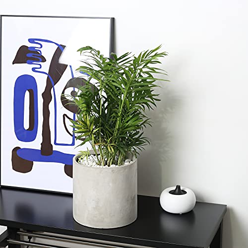 Pageqiu Plant Pots - 5.5 Inch Cement Planters Indoor thumb #3