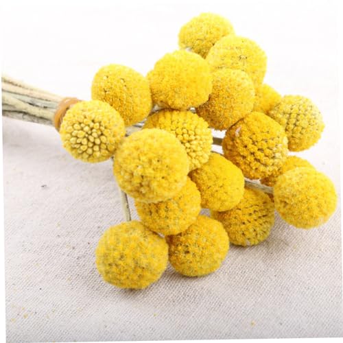 30 tallos de flor seca Craspedia amarilla natural LIFKOME miniatura 7