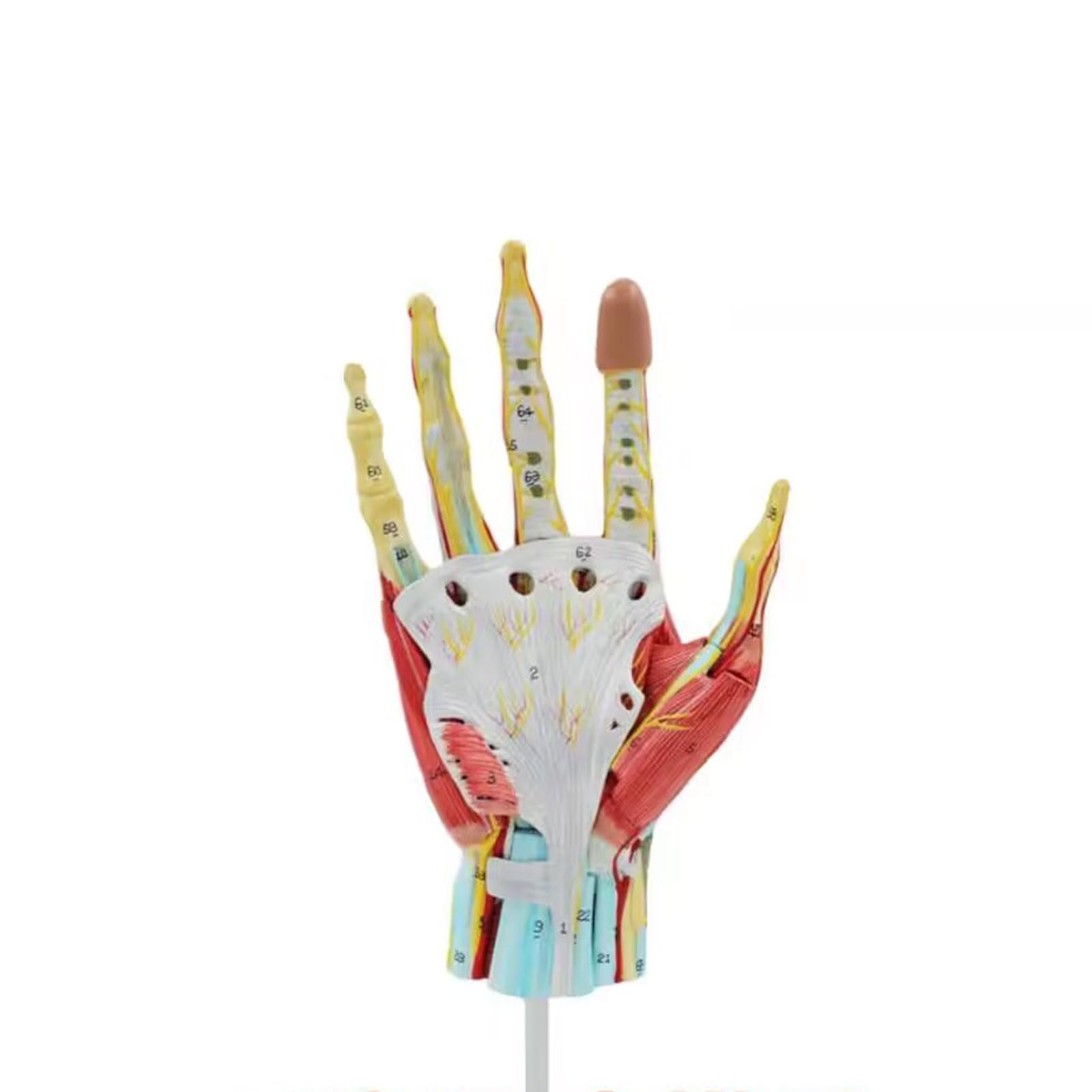 YNIYUJKL Detachable 7 Parts Hand Muscle Model Hand Joint Skeletal Muscle Vascular Nerve Wrist Anatomy Model Skeleton Model For Teaching