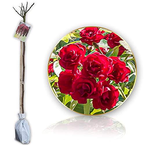 Stammrosen - 120 cm - Geeignet für Töpfe und Freiland - Ideal für Balkon, Terrasse, Kleiner Garten (Scarlet)