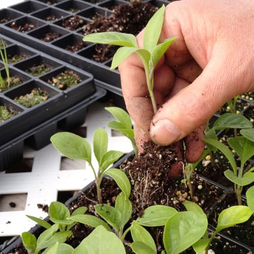 Substrato Carolina Soil Para Cultivo 9kg Turfa, Perlita, Fofo, Aerado, Nutrientes, Boa Drenagem