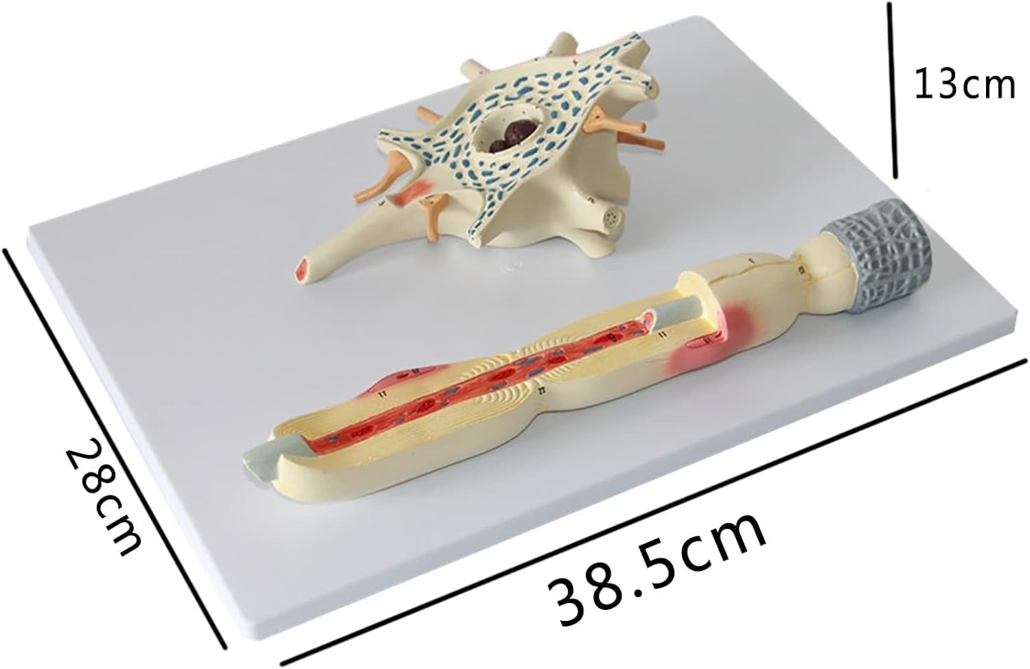Model dioramy neuronu, 2-częściowy model anatomiczny nerwów mózgu medycznego, powiększony model struktury włókien nerwowych komórki neuronu, narzędzie demonstracyjne do celów dydaktycznych.