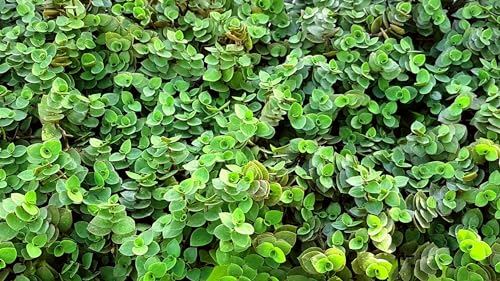 Callisia repens Knabberpflanze für Tiere im 12cm Topf | Frisch & ungiftig | Für Katzen Nager & Reptilien (2)
