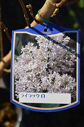 Amazon.co.jp: 【ライラック苗】白花ライラック苗 リラの木 : DIY