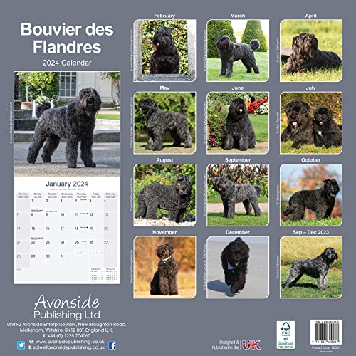 Bouvier des Flandres - Flandrischer Treibhund 2024 - 16-Monatskalender: Original Avonside-Kalender [Mehrsprachig] [Kalender] (Wall-Kalender)