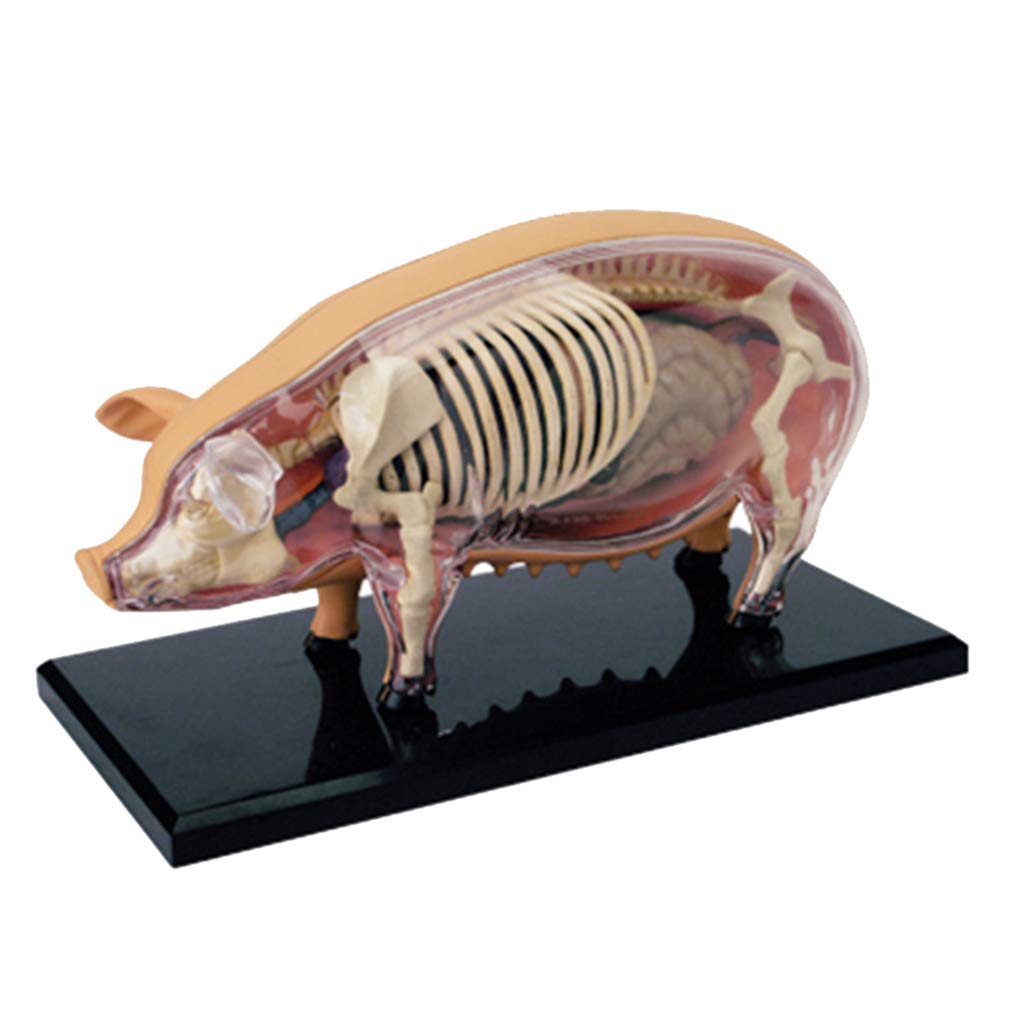 Amazon.co.jp: 4D Vision Pig Model Puzzle Monday Toy Realistic