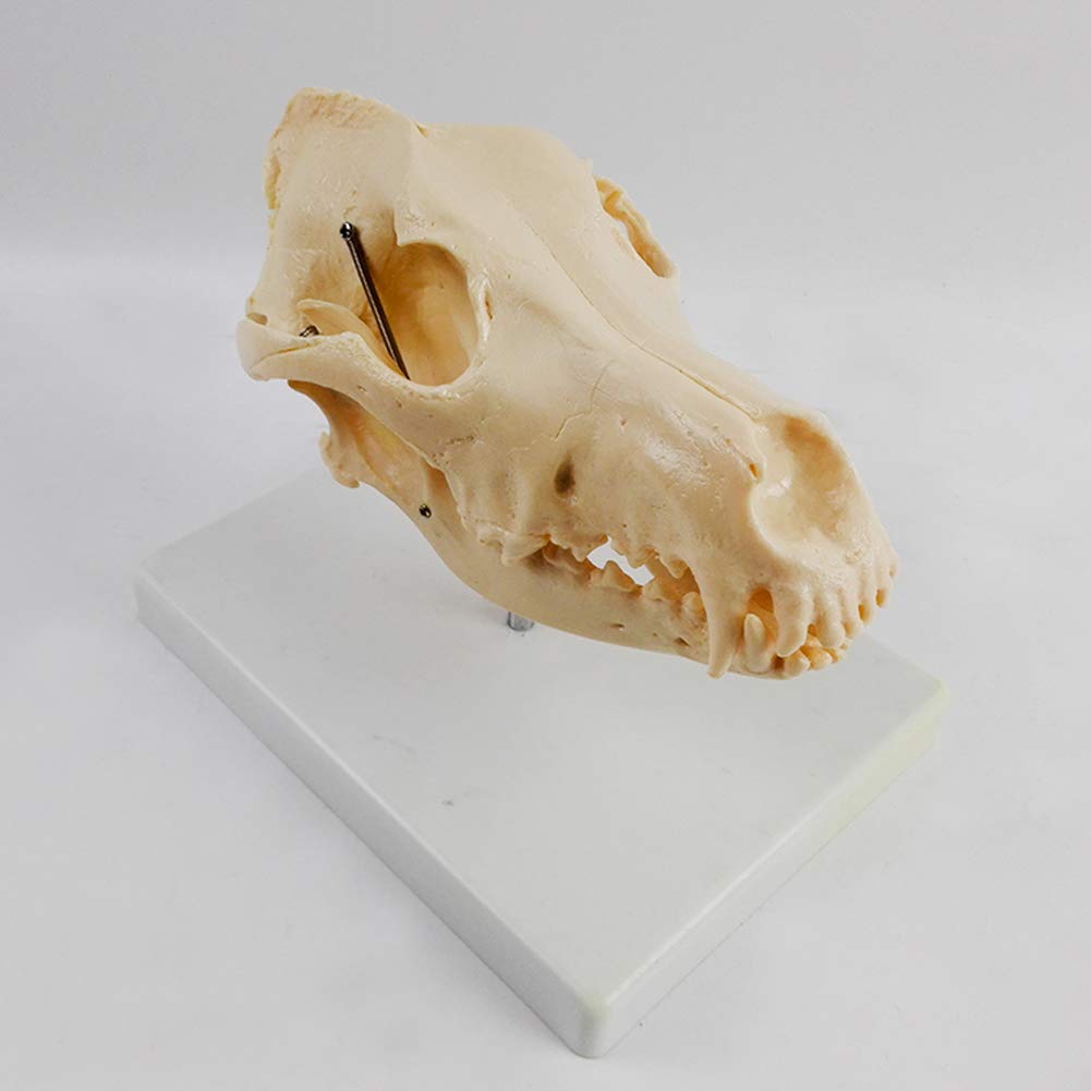 AMITD Dog Skull Model, Animal Skeleton, Veterinary Teaching & Movie Props, Decoration