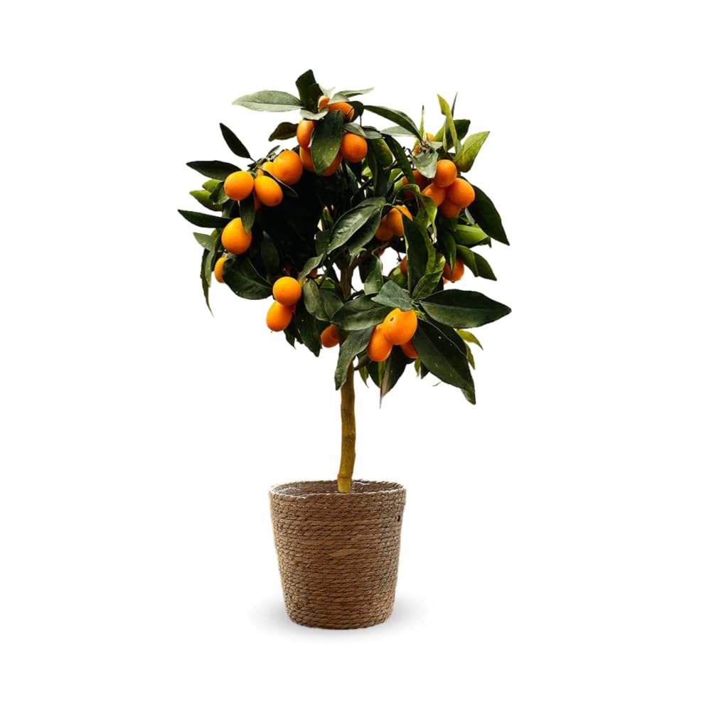 Attitude Jardin - Kumquat con cesto in giunco di mare - fortunella margarita - agrume mediterraneo - albero da frutto - 75-85 cm - ⌀ 25 cm