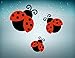 Akachafactory 3X Autocollant Sticker Voiture Moto Coccinelle Decoration Insecte