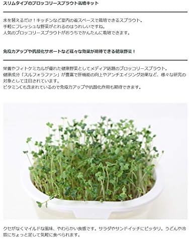 Amazon グリーンフィールドプロジェクト 有機 ブロッコリースプラウト栽培キット ホワイト 2袋入 園芸用品 ミニ盆栽 栽培キット 花 Amazon グリーンフィールドプロジェクト 有機 ブロッコリースプラウト栽培キット ホワイト 2袋入 園芸用品 ミニ盆栽 栽培キット 花
