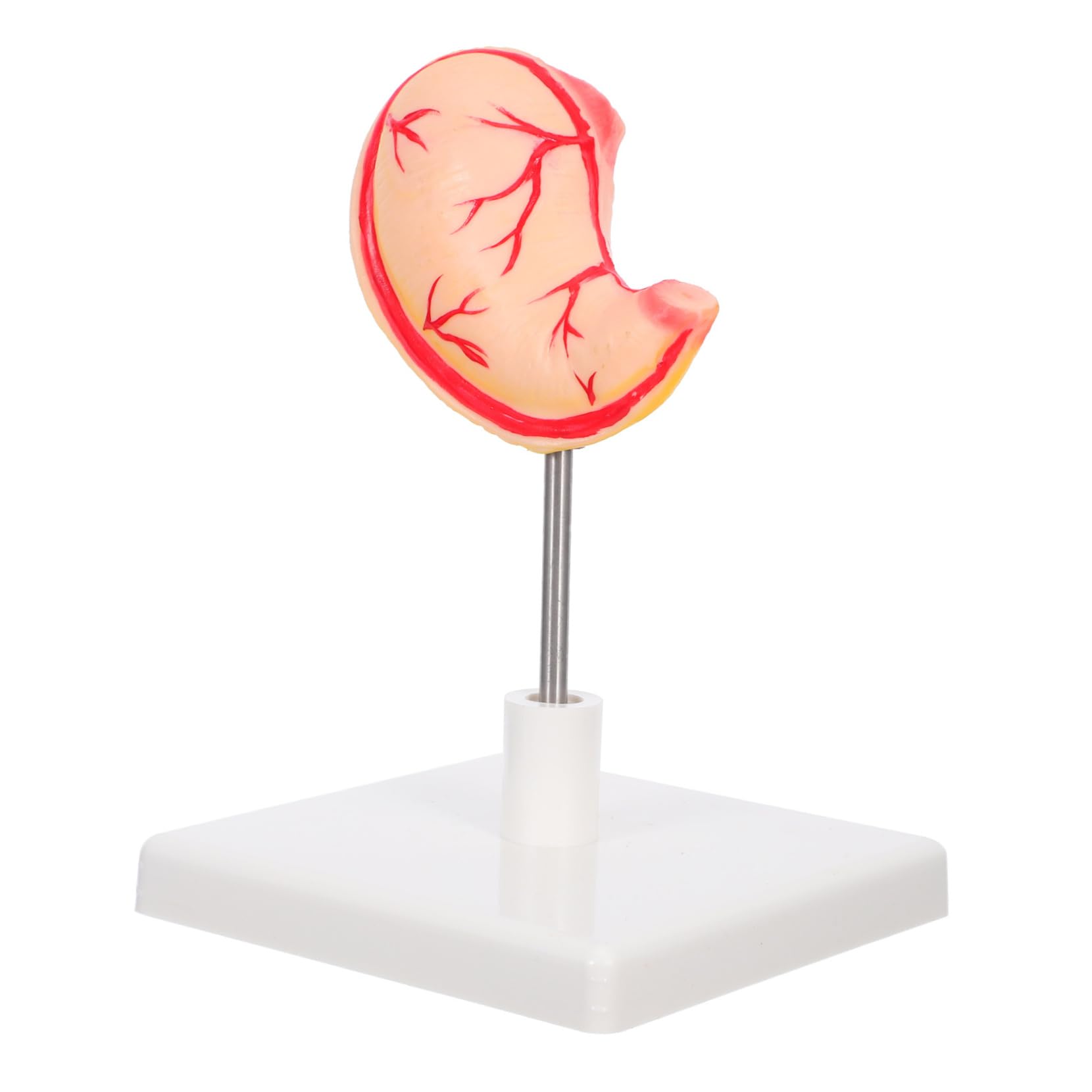 Mikinona Modello Anatomico Dello Stomaco Per Istruzione in Dettagliato e Realistico Materiale Robusto Facile Da Montare e Smontare Per