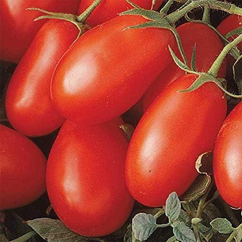 La Roma III Red Hybrid Tomato Seeds - Produces Abundant Crops Disease Resistant(25 - Seeds)