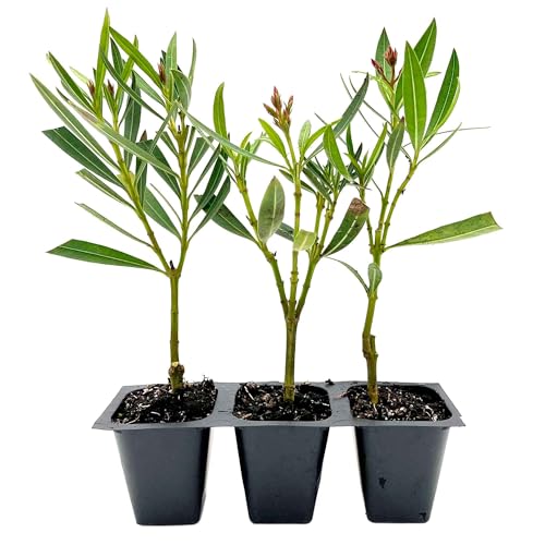 Petite Pink Oleander Dwarf Evergreen