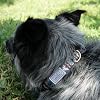 Hooey Nomad Dog Collar, Durable Polyester Webbing Collar with Graphic-Inspired Print, Beluga Monterey, Small