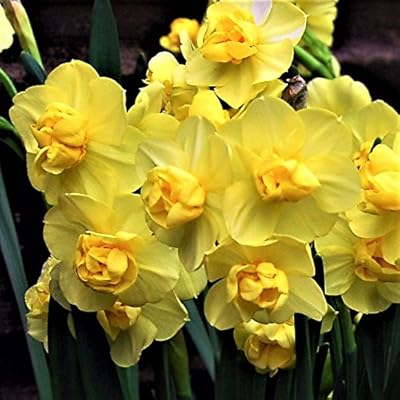 Buy Yellow Narcissus Yellow Cheerfulness Fragrant Yellow Daffodil Blooms 10 Very Large Flower Bulbs For Planting 15 17 Cm Bulbs Easy To Grow Online In Madagascar B005wxwvv6