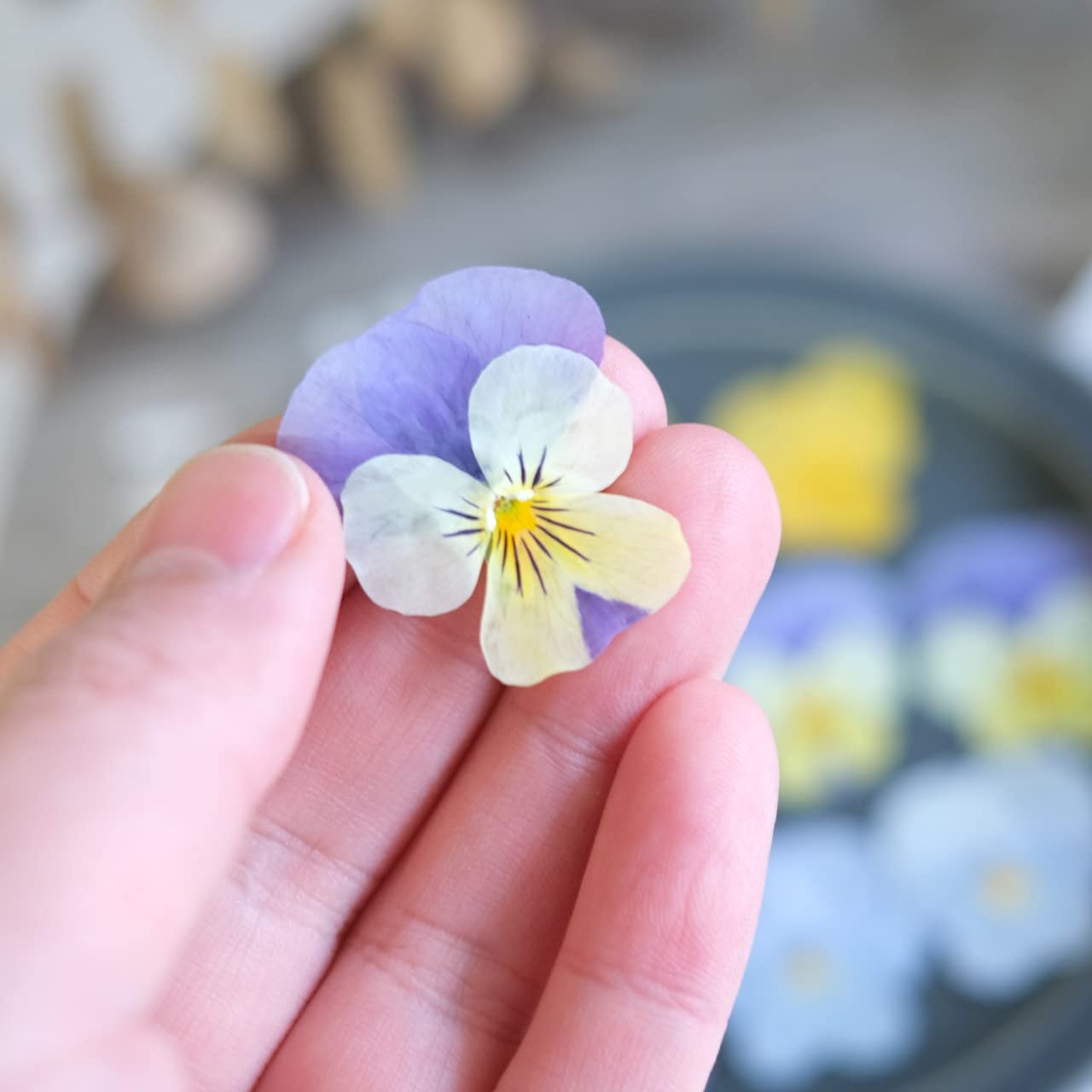 エディブルフラワーの押し花 Amazon | 押し花 エディブルフラワー ドライ 食用花 ビオラ
